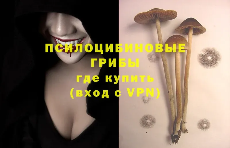 Галлюциногенные грибы Psilocybine cubensis  Балахна 